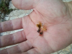 Cichlid catching flies