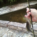 Waller Creek fishing