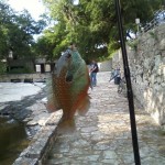 Pumpkinseed caught behind Stubbs