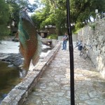 Pumpkinseed from Waller Creek downtown