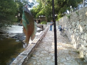 Pumpkinseed from Waller Creek downtown