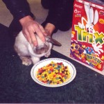 Force-Feeding Trix Cereal to Rabbits