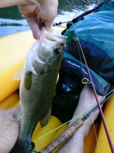 black bass in boat