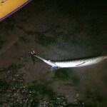 spotted gar caught on spinnerbait