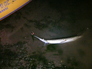 spotted gar caught on spinnerbait