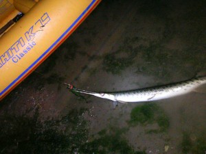 spotted gar near kayak