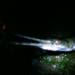 spotted gar at night on colorado river