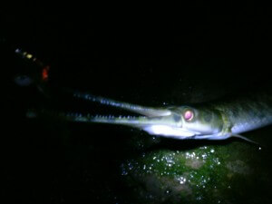 spotted gar at night on colorado river