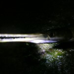 spotted gar at night