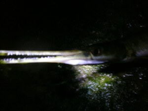 spotted gar at night