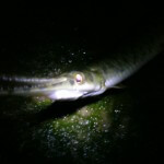 gar at night on Colorado River