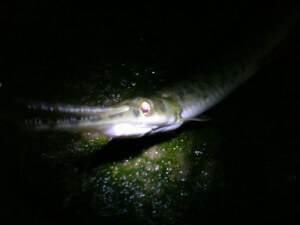 gar at night on Colorado River