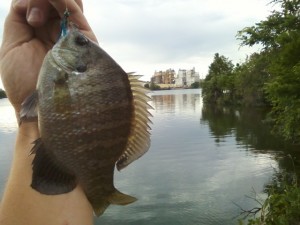 bluegill on Lady Bird Lake near Holly St Power plant