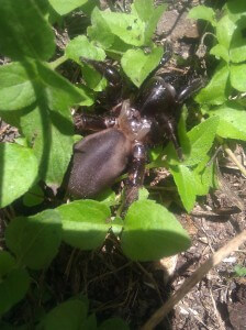 humongous Texas spider