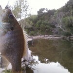 Green sunfish on Bull Creek