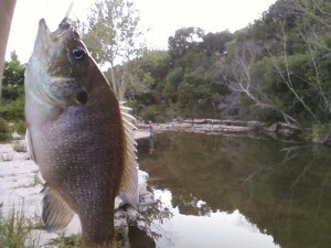 Green sunfish on Bull Creek