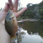 Green sunfish