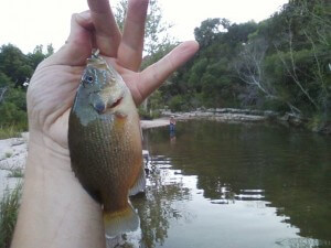 Green sunfish