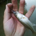 Baby largemouth on black woolly bugger