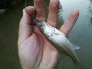 Baby largemouth on black woolly bugger