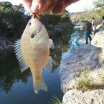 Albino bluegill on beadhead prince nymph