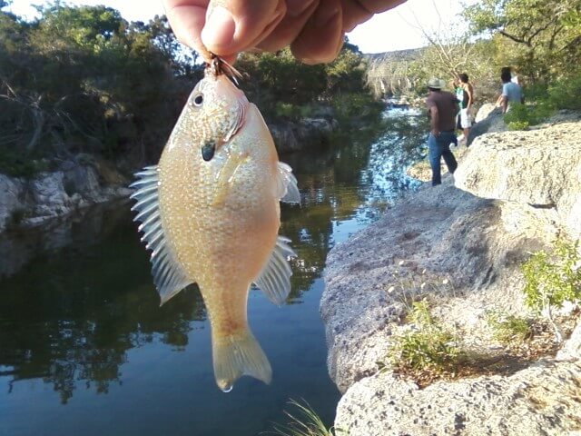 Albino bluegill on beadhead prince nymph