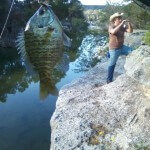 Bluegill at Bull Creek