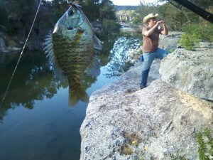 Bluegill at Bull Creek