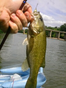 Largemouth Bass by 973