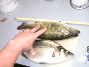 white and largemouth bass