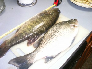 whitebass and largemouth